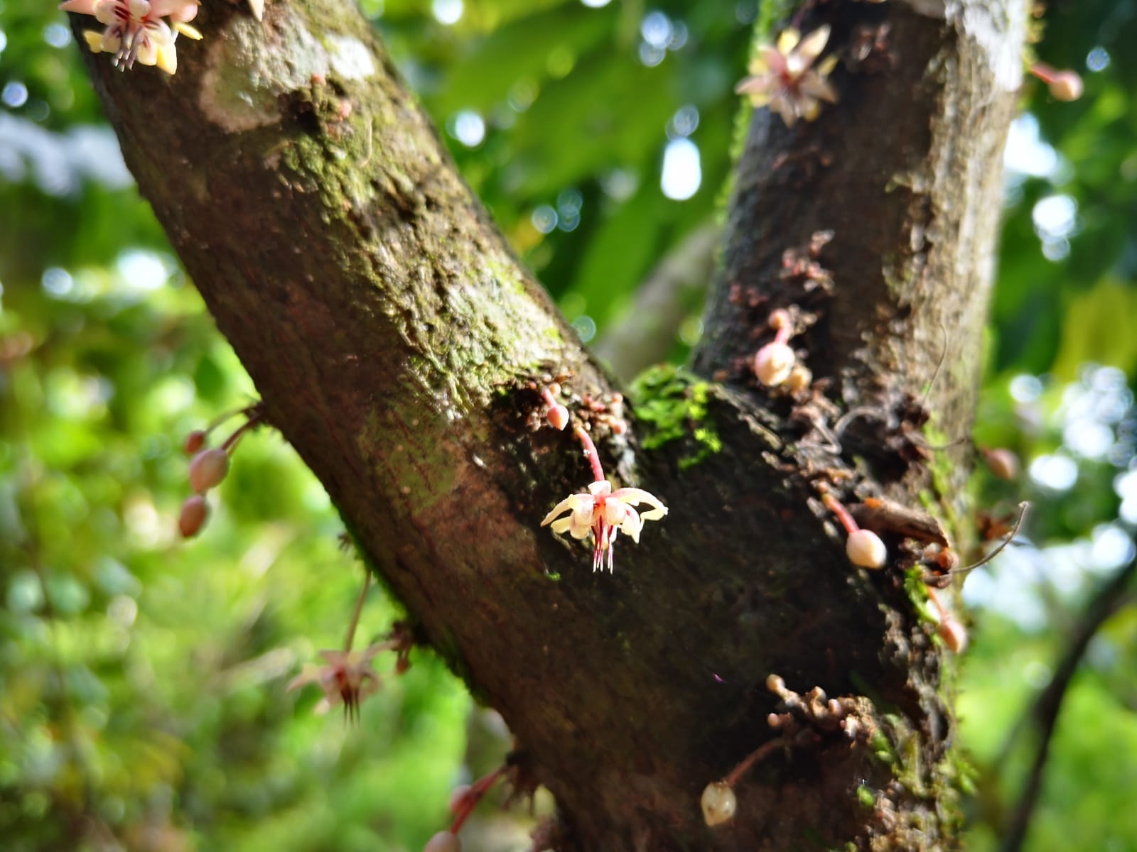Interview mit Edusports über Nachhaltigkeit & Fairness im Anbau, Wirkstoffe, Qualität
