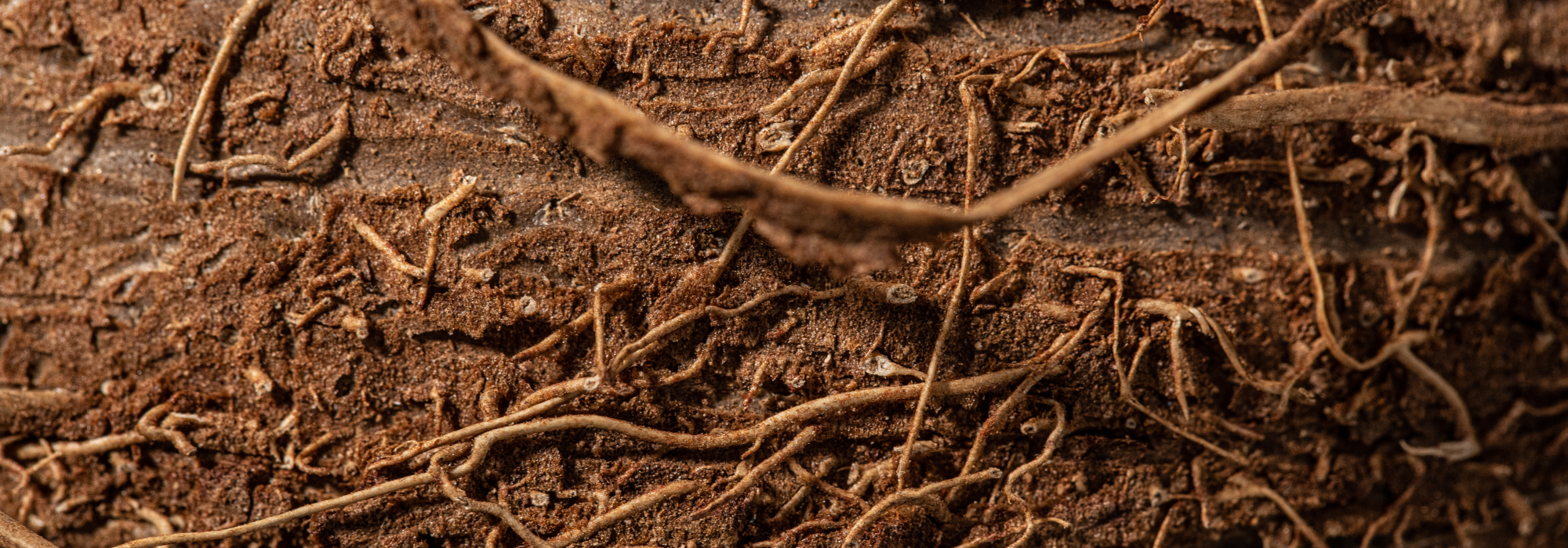 Laborbericht mit Kakaoprobe auf weißem Tisch – wissenschaftliche Analyse von Cadmium und Blei in Kakao