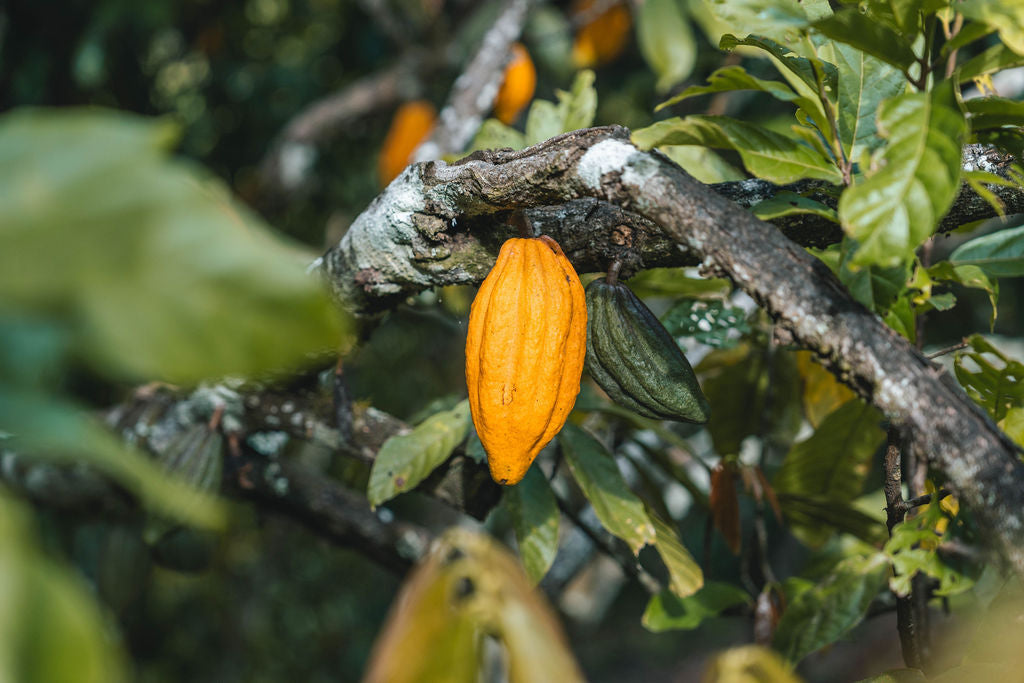Reife orangefarbene Kakaofrucht an einem Baum