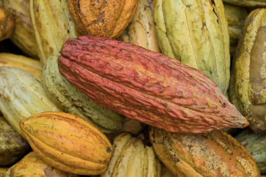 Chuncho, Tabasqueño, Udzungwa - a Story About Bars, Drops and Varieties