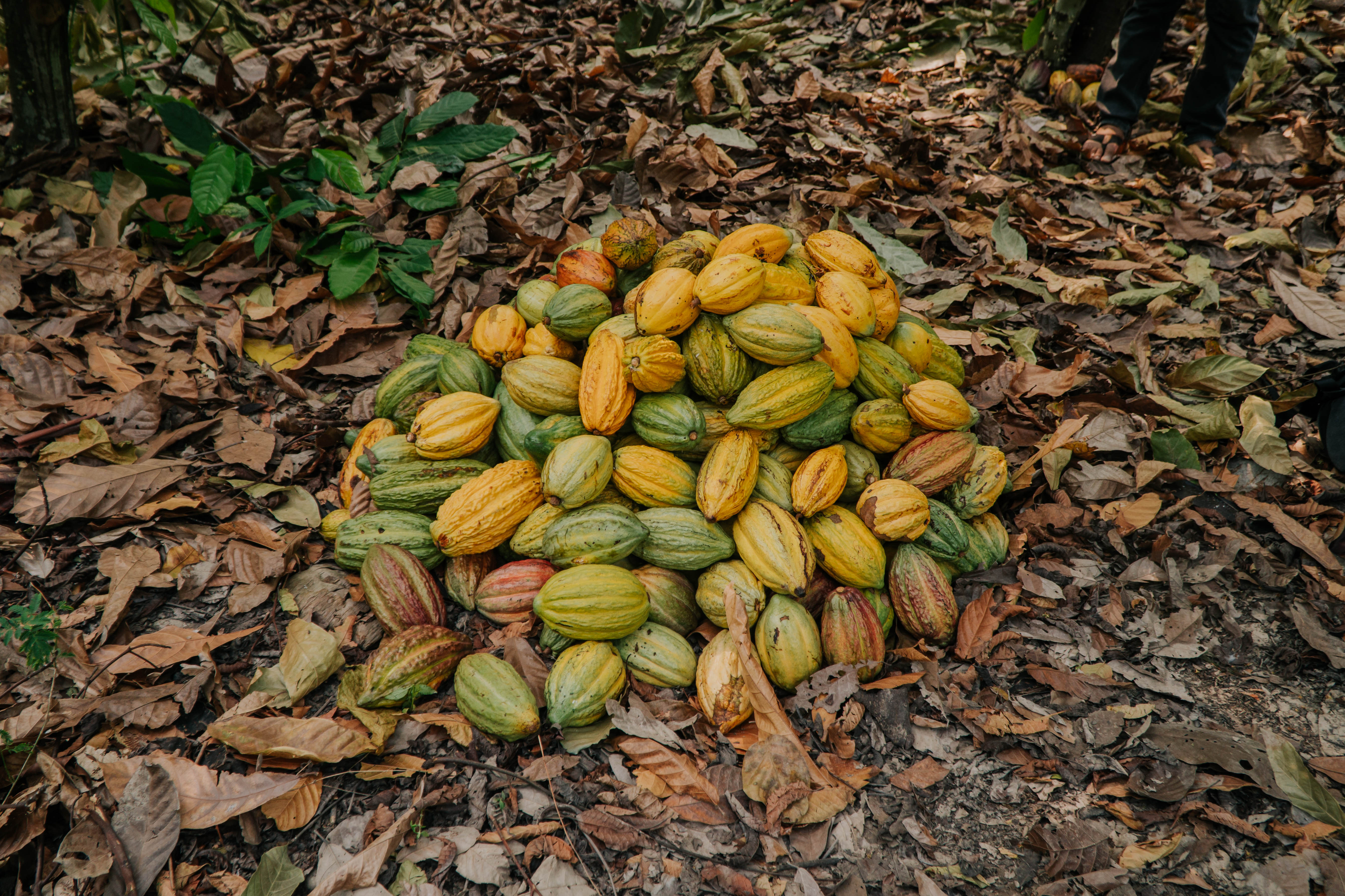 Die Reise einer Kakaobohne: Weltmarktware vs. Specialty-Kakao