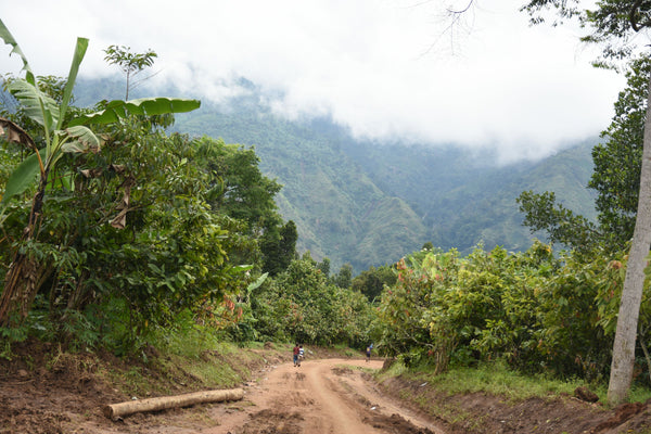 Kakao aus Uganda in der Rwenzori Region