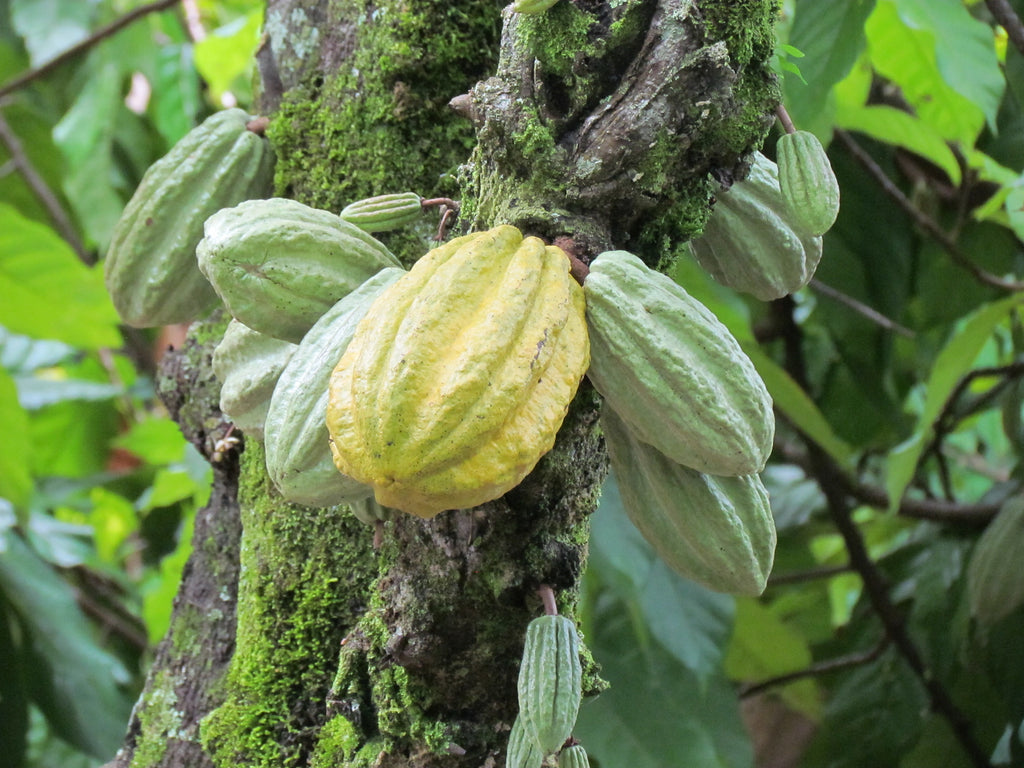 Kakaoanbau in einem Agroforstsystem mit Original Beans