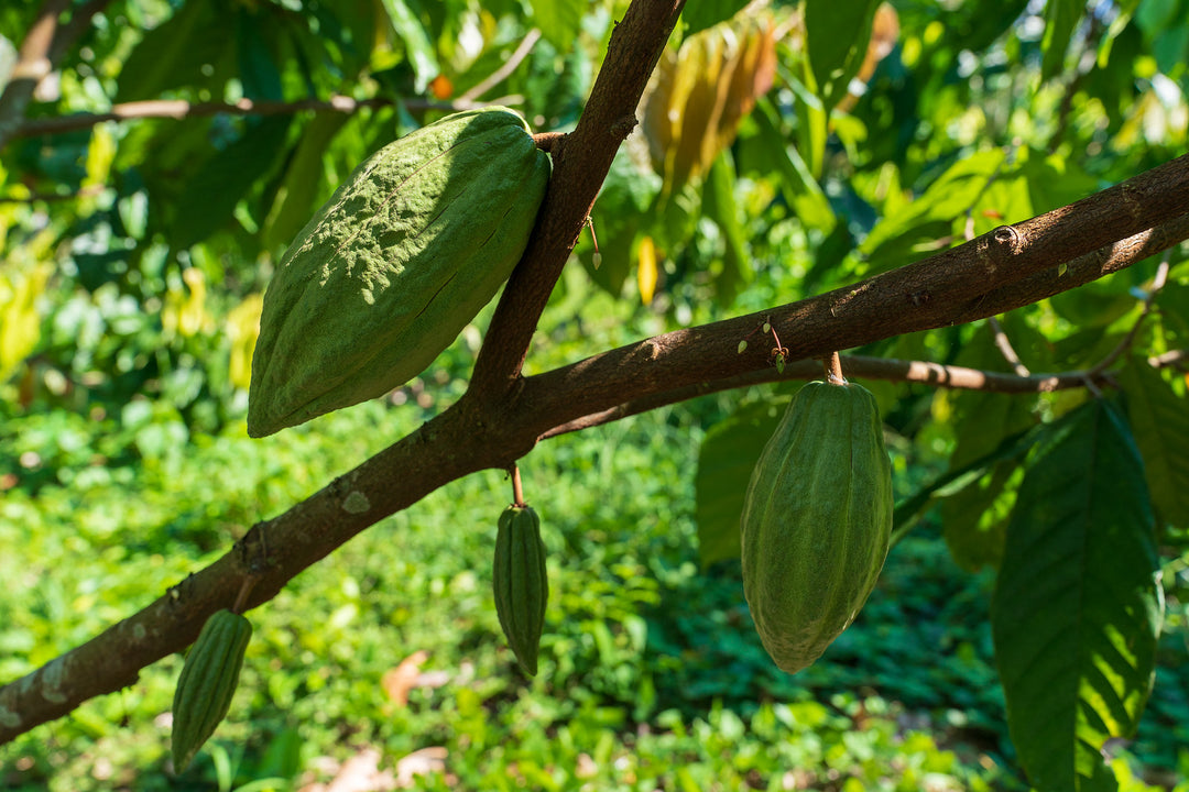 Kakaobaum mit Frucht
