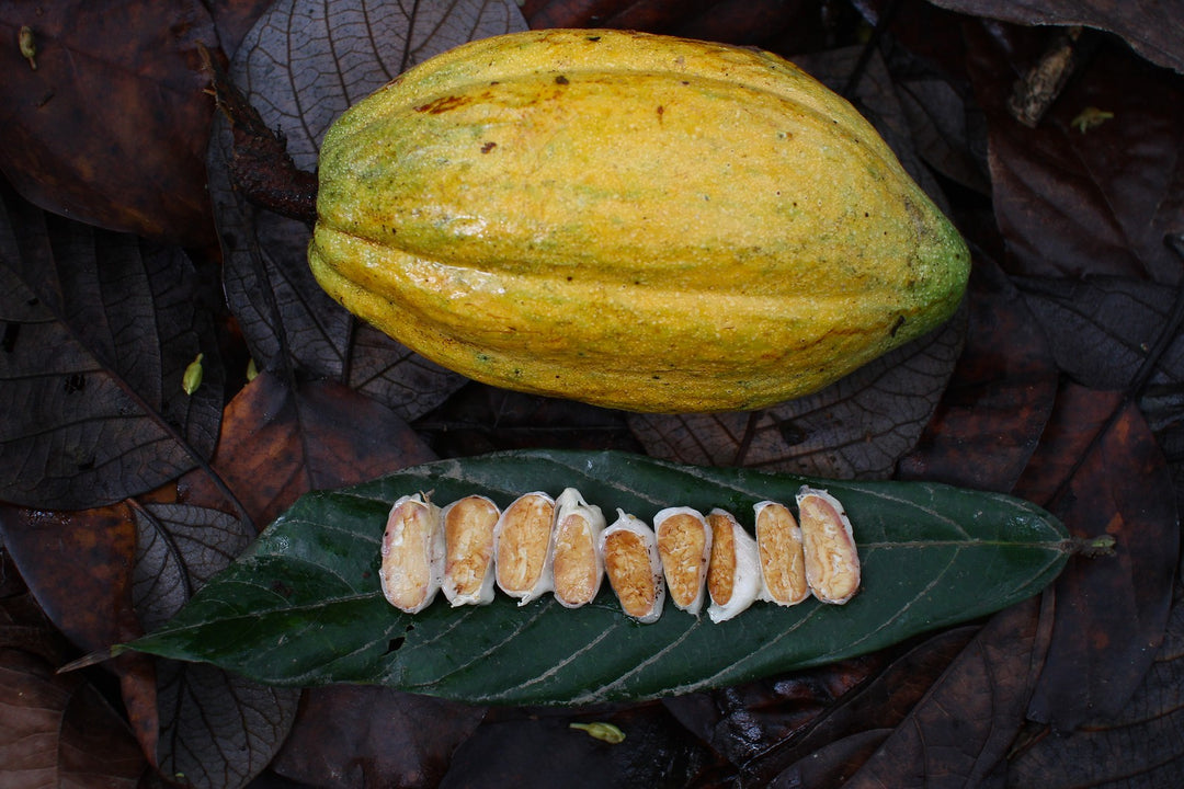 Zeremonielle Kakaofrucht
