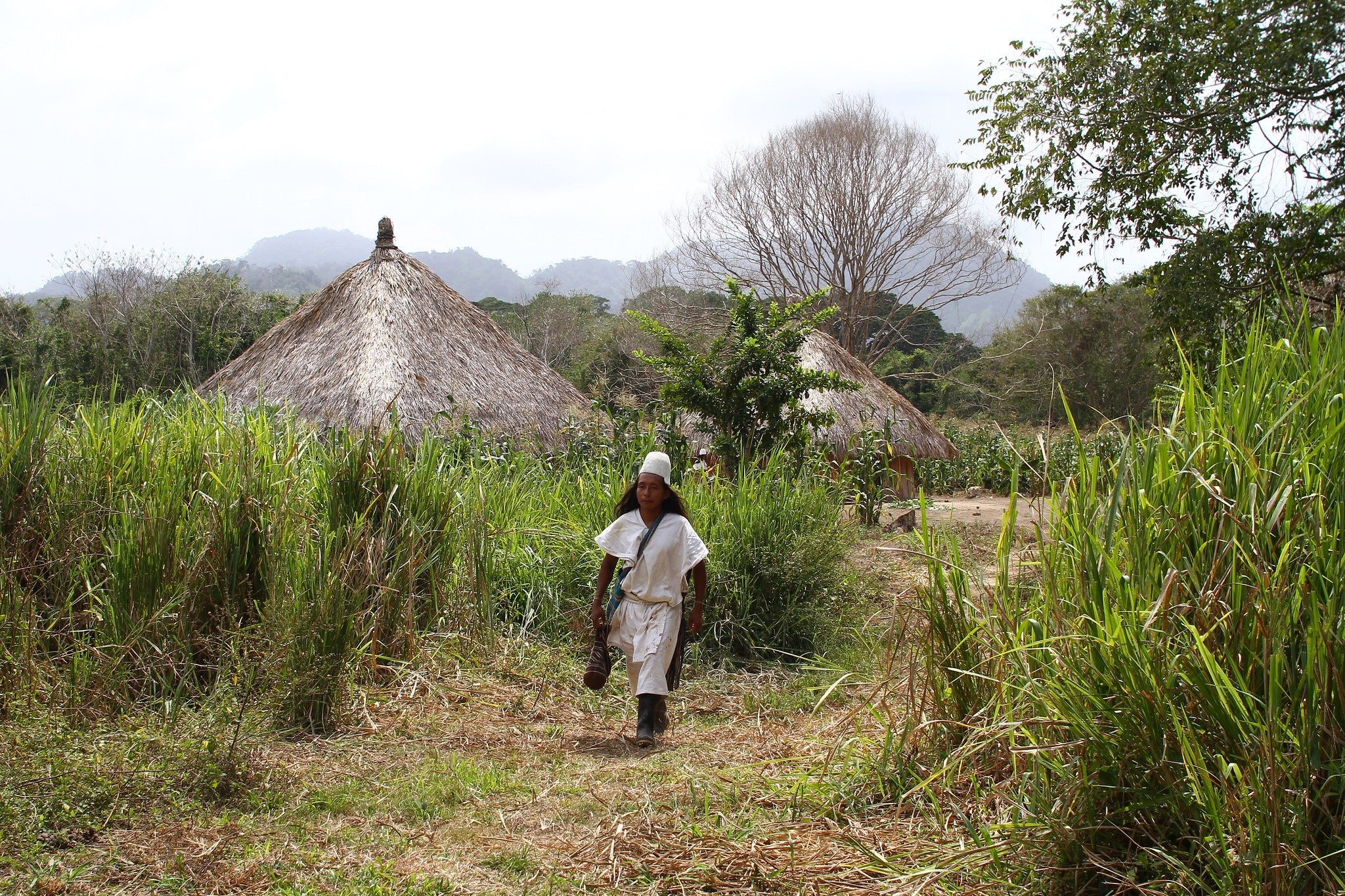 Arhuaco Kakao aus Kolumbien als Herkunftsbild fuer Rohkakao