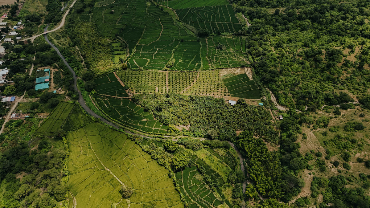 Amazonas