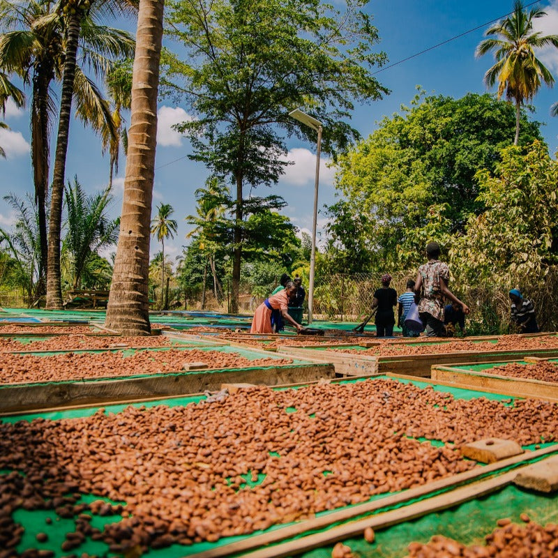 Bio Kakao in Tansania angebaut