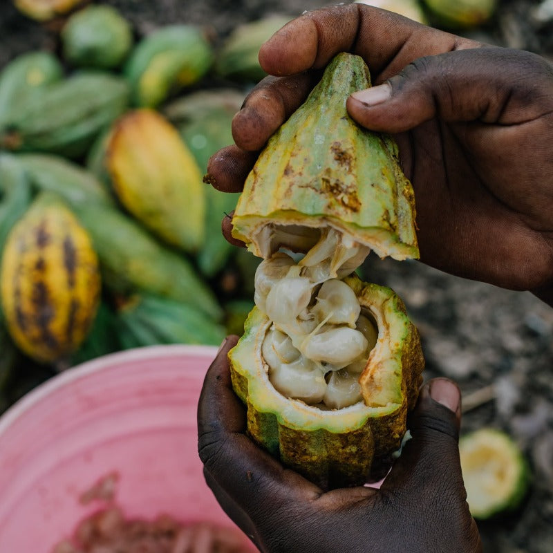Kakaofrucht bio in Tansania von Moruga