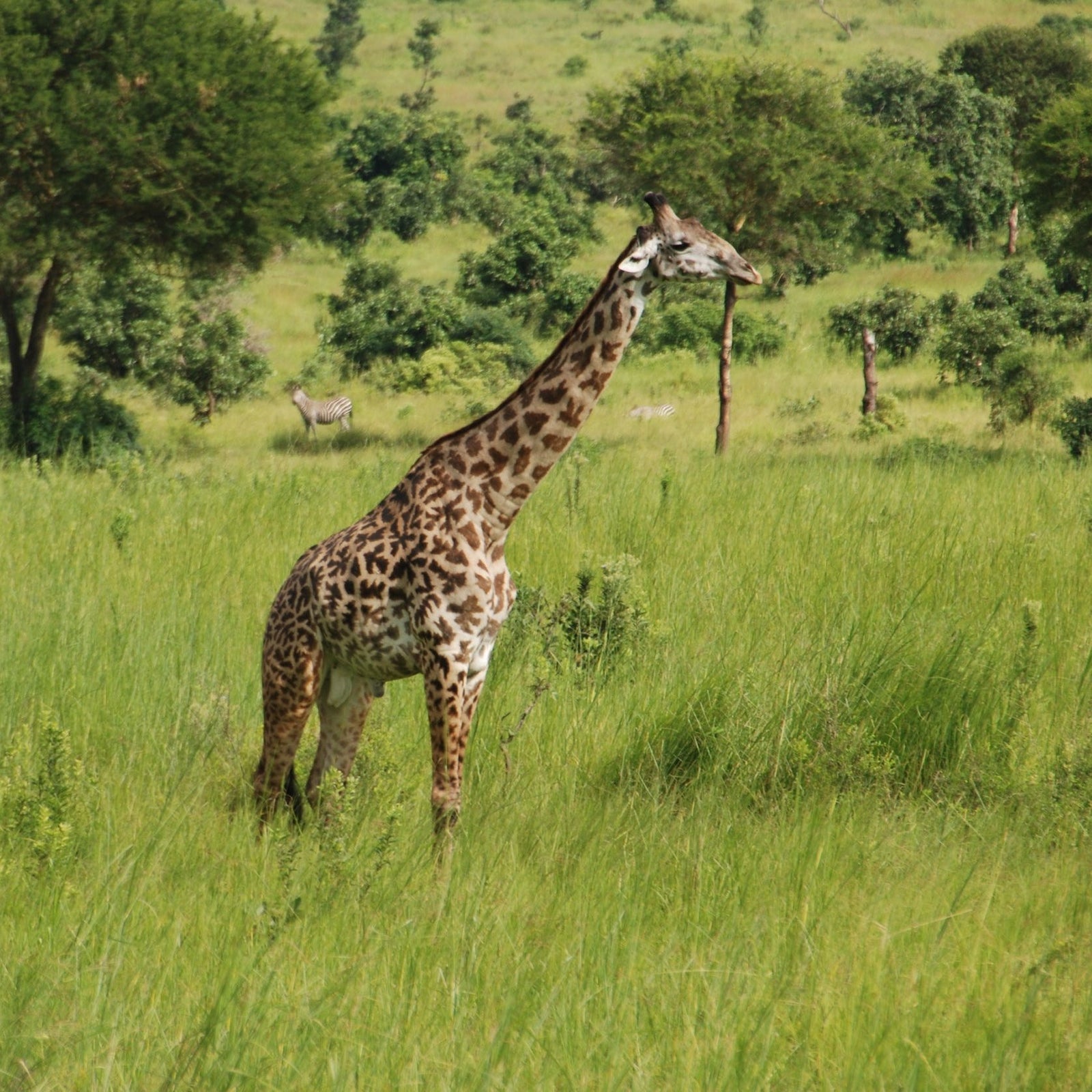 giraffe in udzungwa national park