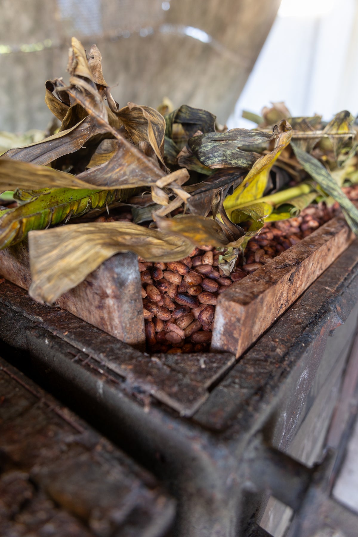 Kakaobohnen in einer tiefen Holz-Fermentationsbox unter Bananenblättern in Mexiko