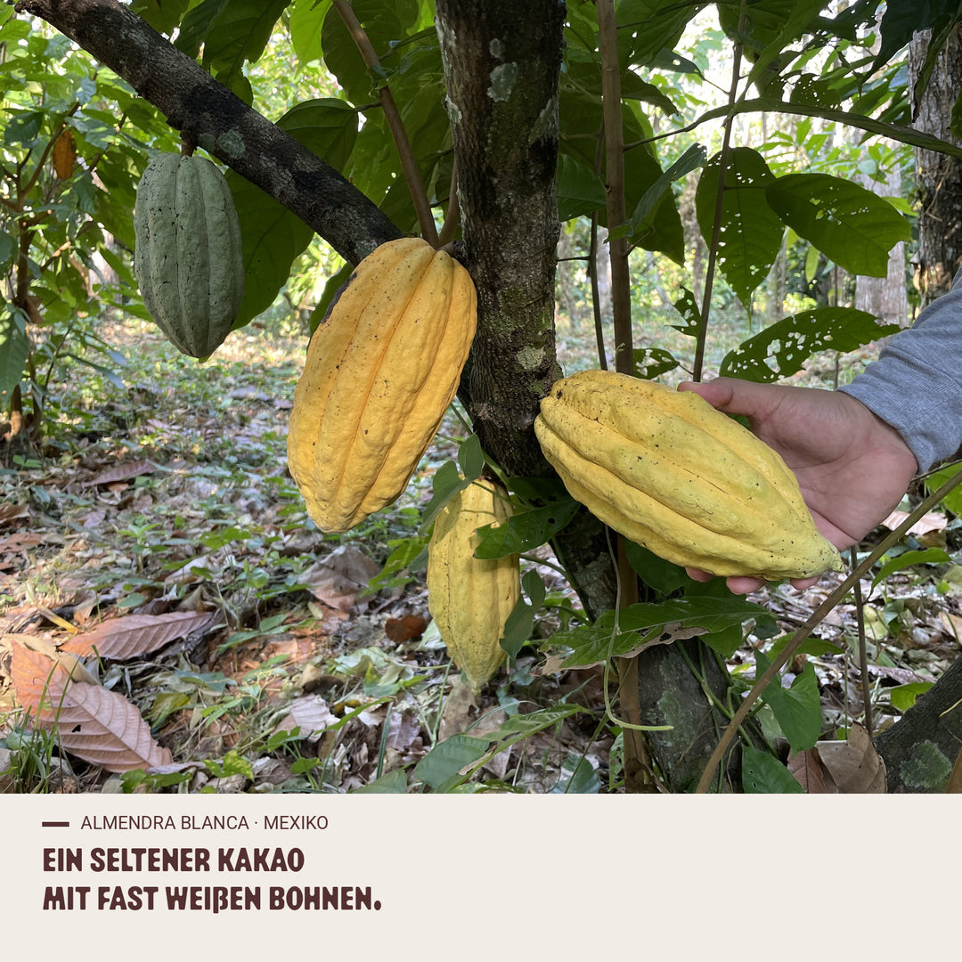 Kakao-Ursprung almendra