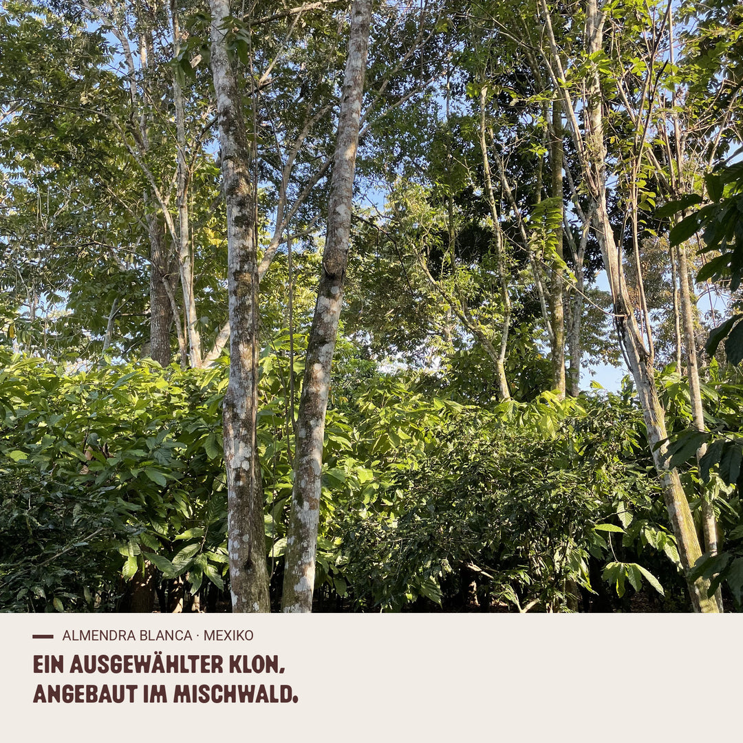 Menschen und Kakao-Ursprung almendra