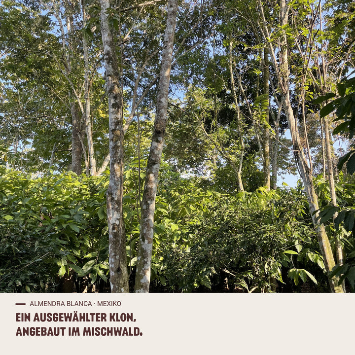 Menschen und Kakao-Ursprung almendra