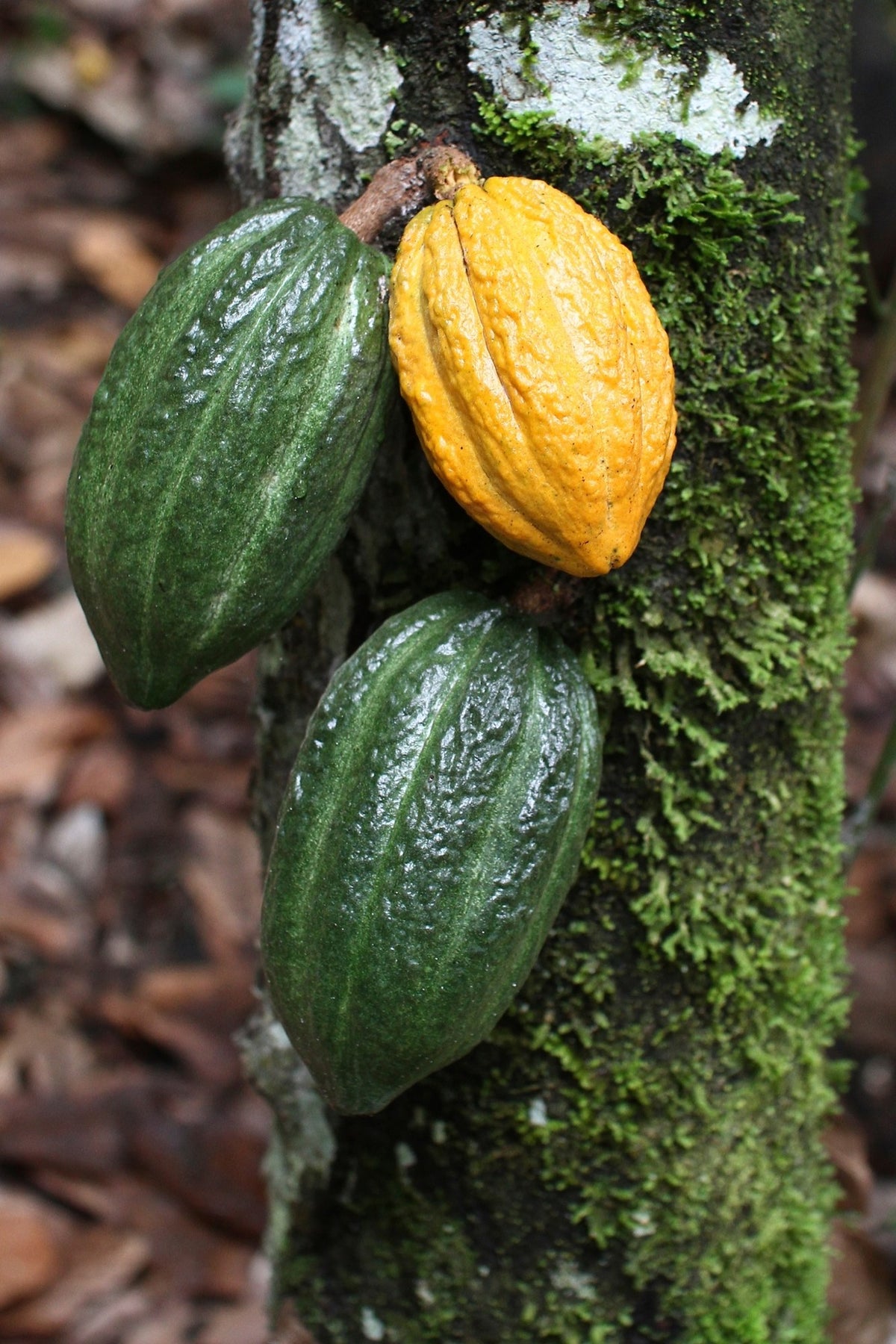 Gelbe und grüne Kakaofrüchte am Baum in Peru